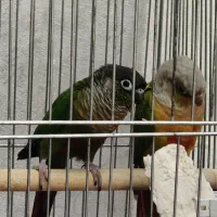 جفت مولد گرینچیک یلو ساید و آناناسی رد