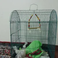 قفس عروس هلندی