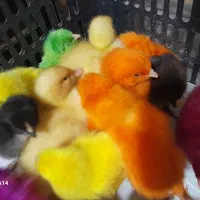 جوجه رنگی ومحلی و اردک