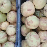 فروش ((به)) درجه ۱ ودرجه۲