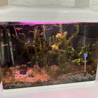 اکواریوم دلسا با لوازم و ماهی و گیاه طبیعی