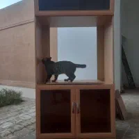 میزکامپیوتروکمد تلویزیون|میز تحریر و کامپیوتر|یزد, |دیوار