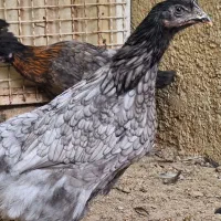 جوجه مرغ خروس نژاد آیسبار