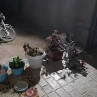 بدلیل کمبود جا و کمبود آب|گل و گیاه طبیعی|قیدار, |دیوار