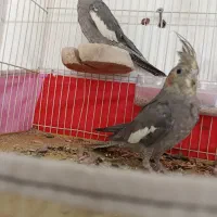 عروس مولدیه جفت عروس سخنگو