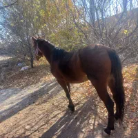 اسب مادیان|اسب و تجهیزات اسب‌سواری|سراب, |دیوار