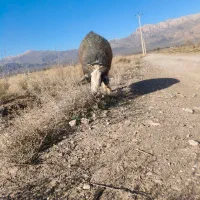 قوچ|حیوانات مزرعه|نی‌ریز, |دیوار