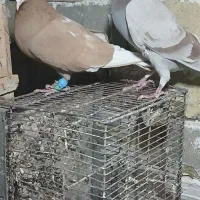 کفترای پلاکی پرنده|پرنده|زاویه, |دیوار