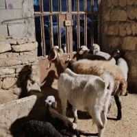 بزز|حیوانات مزرعه|کوهنانی, |دیوار