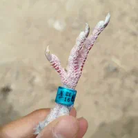 جفت پلاکی ماده جان آردن نربلژیک|پرنده|کارون, |دیوار