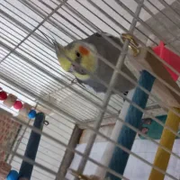 عروس هلندی نر ۸ماهه