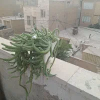 کاکتوس ماری|گل و گیاه طبیعی|تهران, بهارستان|دیوار