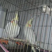 عروس هلندی لوتینونژاد.دار|پرنده|سیرجان, |دیوار