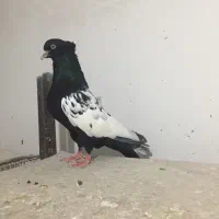 کبوتر کفتر کله سینه|پرنده|شوشتر, |دیوار