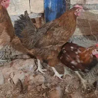 مرغ کرچ سینه بلوطی اصیل