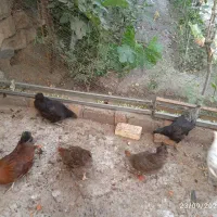 مرغ تخم گذار