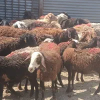 میش داشتی و چاق جهت قربانی