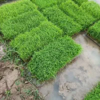 سلام برنج هاشمی اصلاح شده