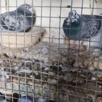 کبوتر پلاکی