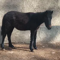 کره اسب خراسان|اسب و تجهیزات اسب‌سواری|قوچان, |دیوار