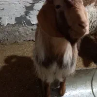 بزه طلایی نره|حیوانات مزرعه|شیروان (خراسان), |دیوار