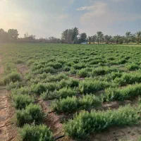 فروش زمین  کشاورزی|فروش دفتر صنعتی، کشاورزی، تجاری|برازجان, |دیوار