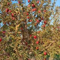 فروش سیب به صورت عمده وخرده