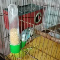 مرغ عشق|پرنده|ری, ملک‌آباد|دیوار