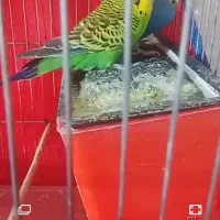 سلام دوعدد مرغ عشق نروماده تخمگذار