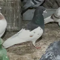 یال سیاه گلدار