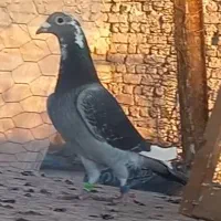 دو جفت نروماده مسافتی