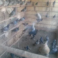 کفتر نوک گنده|پرنده|قم, آذر (نکویی)|دیوار