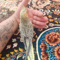 عروس هلندی لوتینو و خاکستری و مرواریدی دستی.|پرنده|شیراز, گچی|دیوار
