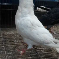 سفید کاکلی مهر کبوتر