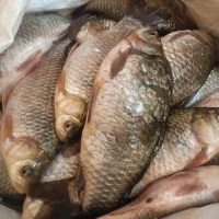 ماهی زنده سیم کپور