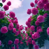 نهال ۱۸ ماهه ۴ درصد