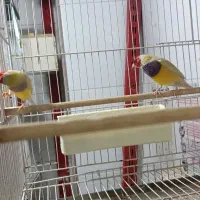 فنچ گلدین|پرنده|ساری, |دیوار