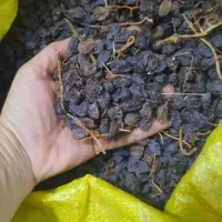 مویز و کشمش|خوردنی و آشامیدنی|شیراز, حومه شیراز|دیوار