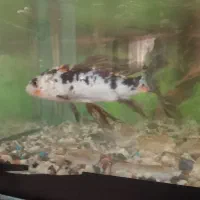 ماهی کوی|ماهی|مشهد, خرمشهر|دیوار