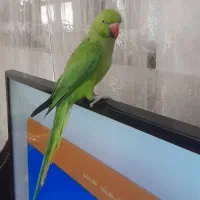 یک عدد طوطی ملنگو یکی دوساله رام چلوندنی|پرنده|شهریار, شهرک نماز (دینار آباد)|دیوار