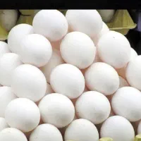 شرکت تولید وپخش تخم مرغ  روز