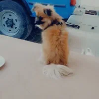 پامر|سگ|مشهد, هفده شهریور|دیوار