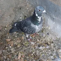 گم کردم به پولش میخوام