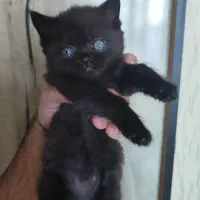 بچه گربه بریتیش|گربه|اندیشه, اندیشه فاز ۱|دیوار