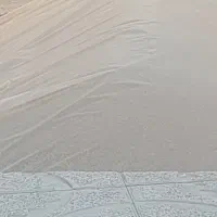گندم دیم