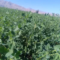 یونجه|خدمات باغبانی و درختکاری|حاجی آباد, |دیوار