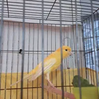 قناری  فروشی|پرنده|رشت, دیلمان|دیوار