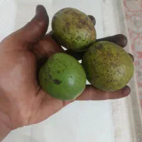 گردوی کاغذی درجه یک با پوسته و خشک|خوردنی و آشامیدنی|مشگین شهر, |دیوار