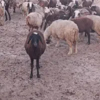 گوسفند داشتی|حیوانات مزرعه|فراشبند, |دیوار