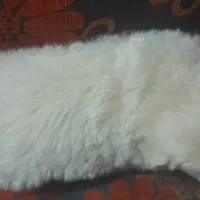 توله پشمالو|سگ|مشهد, رده|دیوار